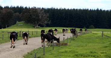 COWS ON RACE CROPPED IMG 3802 WEB
