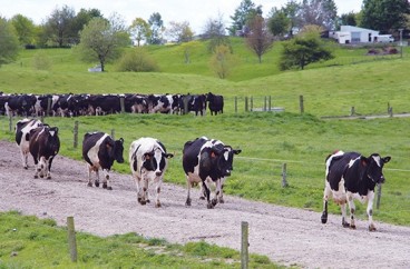 Stockrock cows moving on gypsy day