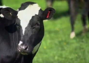 dairy cows in nz